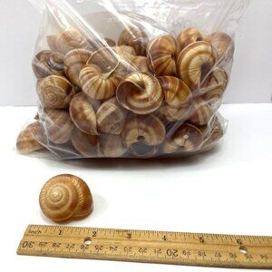Bag Of Natural Brown & Cream Spiral Snail Shells For Crafts & Decor 1-1.5 Inches